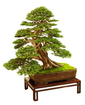 Bonsai Stock Photos