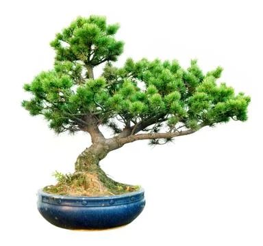 Bonsai Foto stock