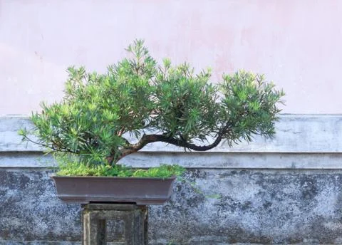 Bonsai Stock Photos