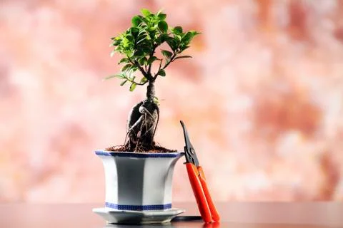 Bonsai 스톡 사진