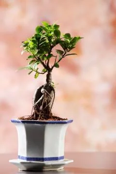 Bonsai Stock Photos