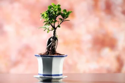 Bonsai Stock Photos