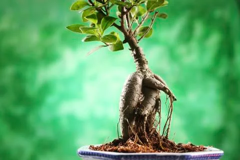 Bonsai 스톡 사진