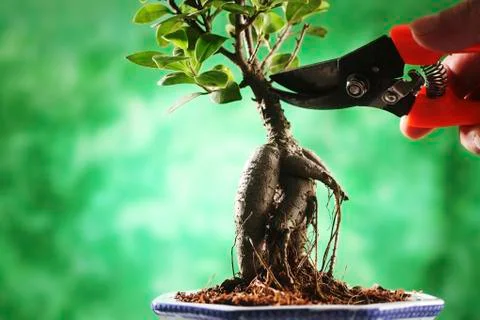 Bonsai Stock Photos