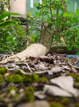 The Bonsai 库存照片