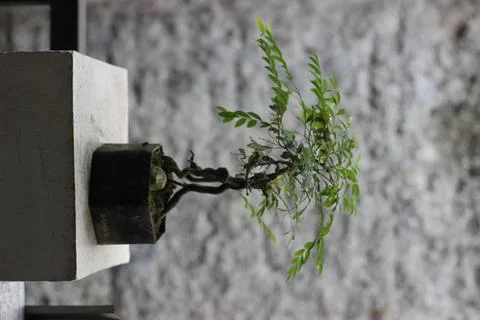 Bonsai Foto stock