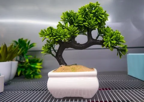 Bonsai Stock Photos