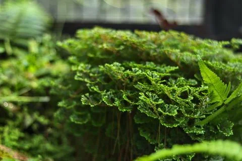 Bonsai Stock Photos