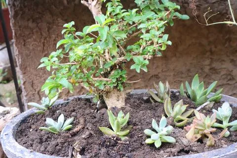 Bonsai Stock Photos