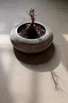 Bonsai Foto stock