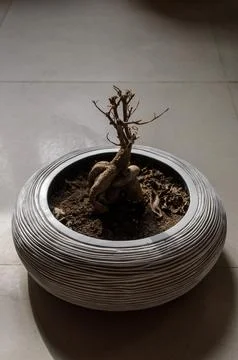 Bonsai Foto stock