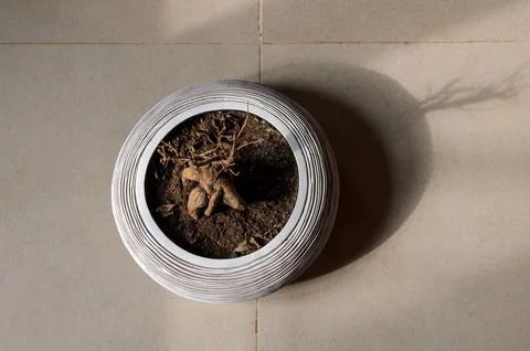 Bonsai Foto stock