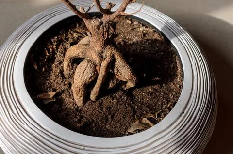 Bonsai Foto stock