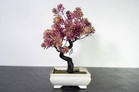 Bonsai Stock Photos