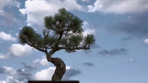 Bonsai of pine with sky in background timelapse 스톡 동영상 88293205