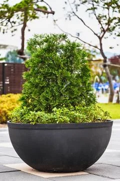 Bonsai pine tree in ceramic pot Stock Photos