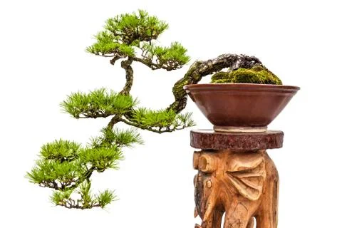 Bonsai pine tree in ceramic pot Stock Photos