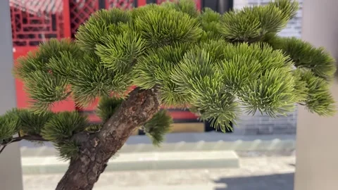 Bonsai Pine Tree Crane Up in Chinese Courtyard Видео 331835418