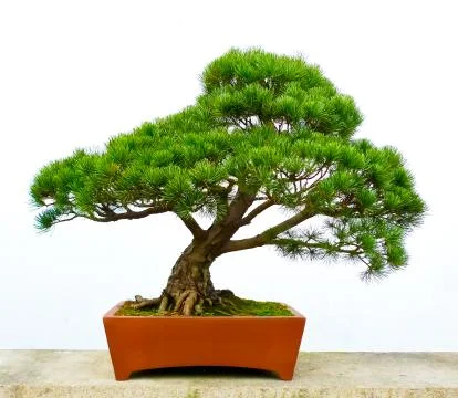 Bonsai pine tree Stock Photos