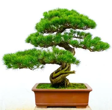 Bonsai pine tree Stock Photos