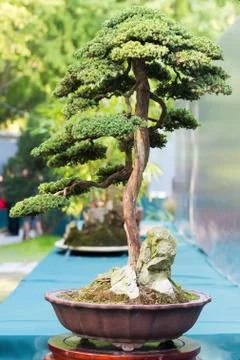 Bonsai pine tree in a pot in sunlight Stockfoto's