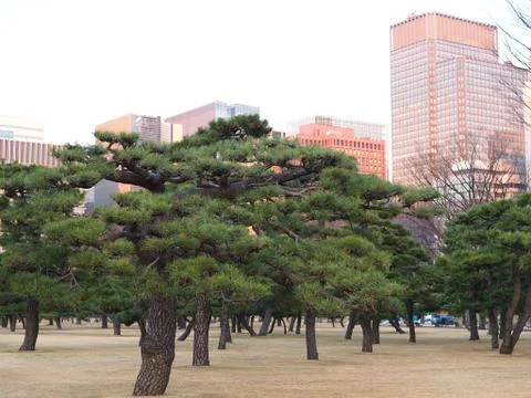 Bonsai like pine trees in front of downtown Tokyo cityscape. Stock Photos