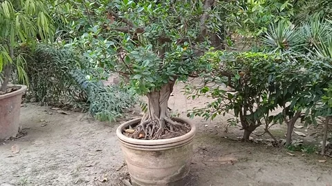 Bonsai Plant Stock Footage 150699698