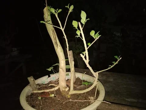 Bonsai plant process Foto stock