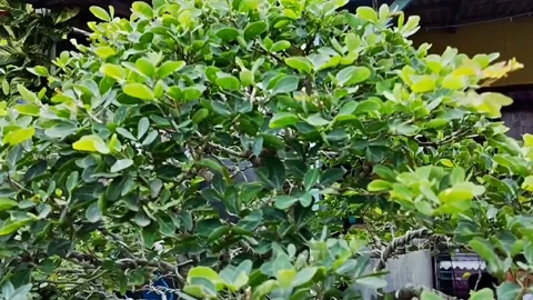 Bonsai plants Stock Footage 229374083