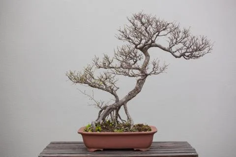 Bonsai plants Stock Photos