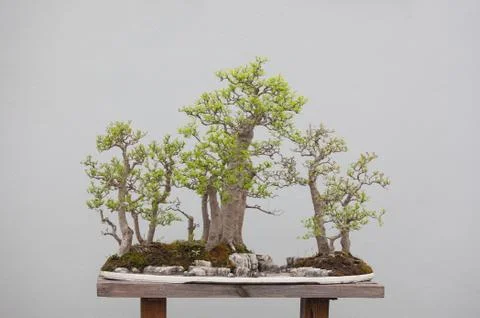 Bonsai plants Stock Photos