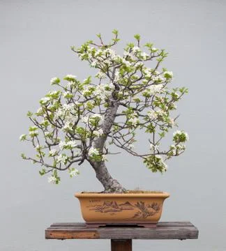 Bonsai plants Stock Photos