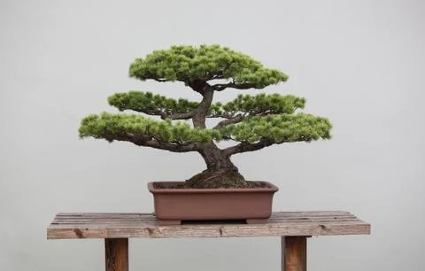 Bonsai plants Stock Photos