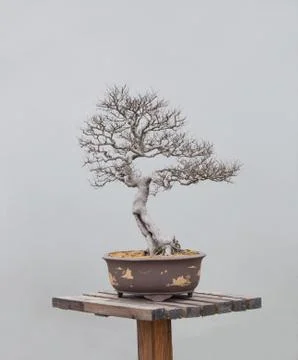 Bonsai plants Stock Photos
