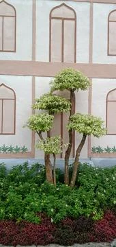 Bonsai Plants Stock Photos