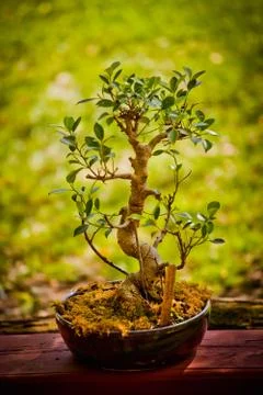 Bonsai pot Stock Photos