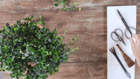 Bonsai pruning hands. Concept: connect with nature. Focus on bonsai. Video stock 131119065