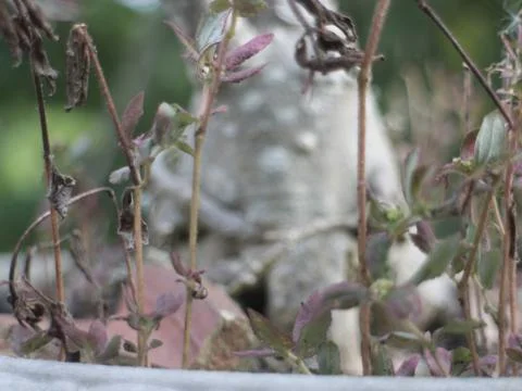 Bonsai root garden Stockfoto's