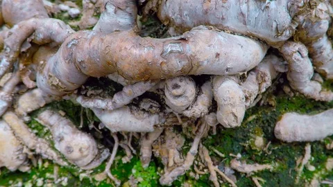 Bonsai roots. Slow motion camera move to right Stock Footage 88339008