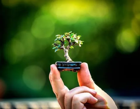 Bonsai samll tree on hand Stock Photos