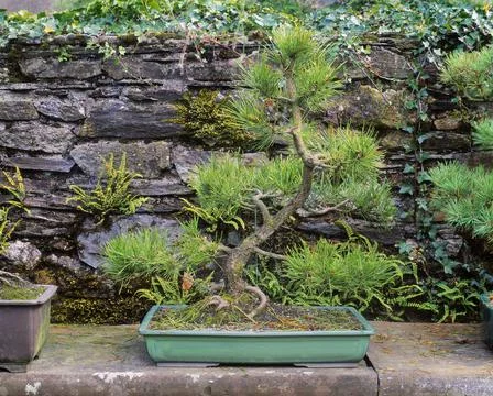 Bonsai Scots Pine, Berkeley Forest, Co Wexford, Ireland Stock Photos