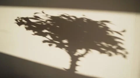 Bonsai. The shadow of a tree falls on the wall. Decorative potted tree. A Stock Footage 155858523