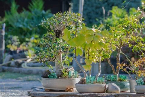 Bonsai on a stone table outside.. Stock Photos