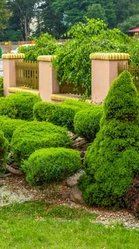 Bonsai style juniper in the square by the road Stock Photos