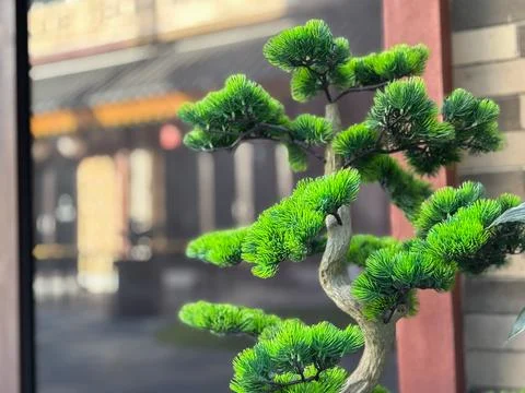 Bonsai-style pine tree with bright green needles and a curved trunk Stock-Fotos