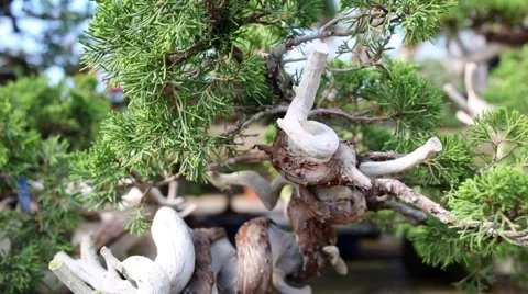 Bonsai thuja tree with curved trunk with... | Stock Video | Pond5