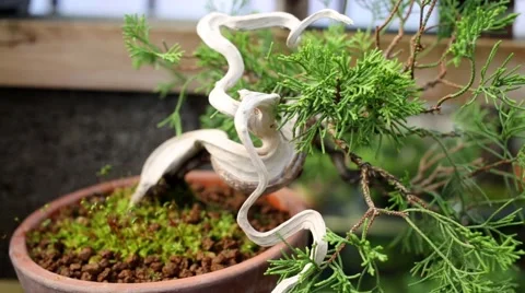 Bonsai thuja tree with curved trunk without bark in pot