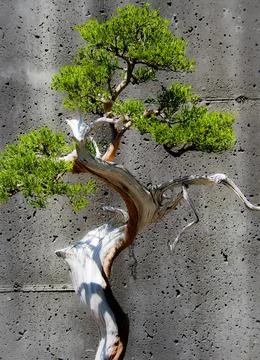 Bonsai Tree 1 Color Stock Photos