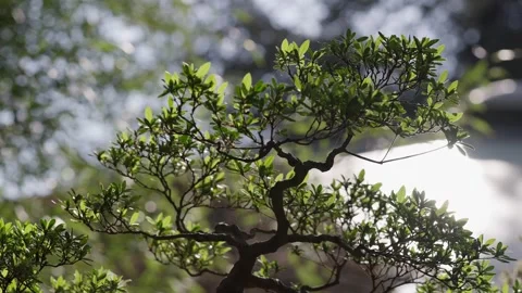 Bonsai tree backlit by sunset sun in a botanical garden Stock Footage 314809514