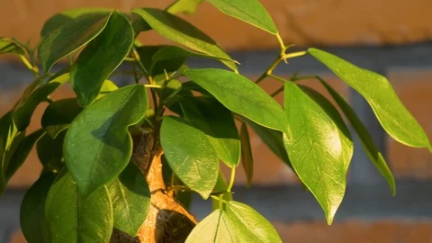 A bonsai tree in the beautiful light of the sunset. Shiny leaves. 4K 스톡 동영상 128594366